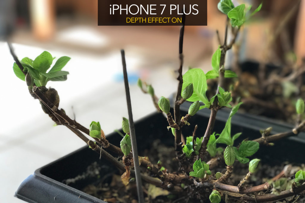 iPhone 7 depth of field test